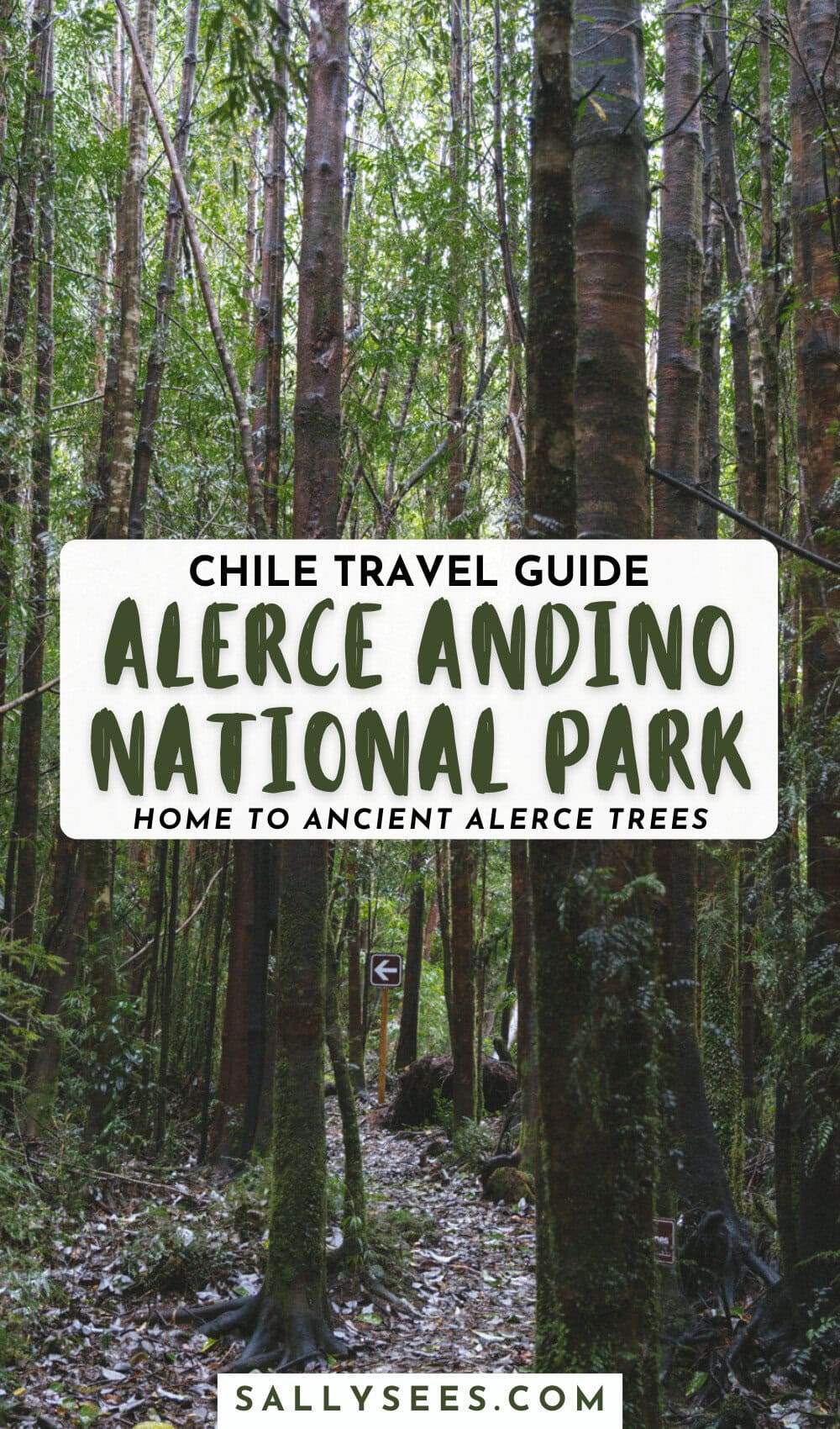 How To Visit The Alerce Andino National Park Chile