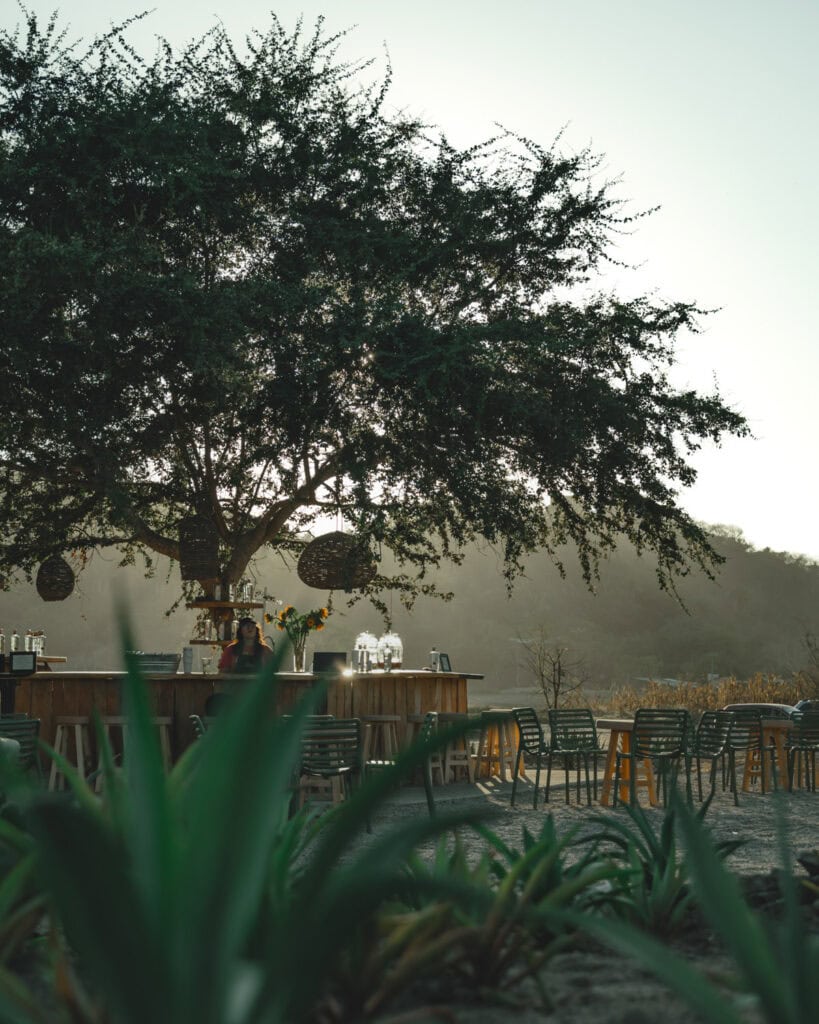 Sayulita Travel Guide: Nayarit, Mexico's Buzzing Surf Town 29 An outdoor bar surrounded by agave plantantions at Cachasol Spirits near Sayulita. The sun is just starting to set and the light is soft and golden.