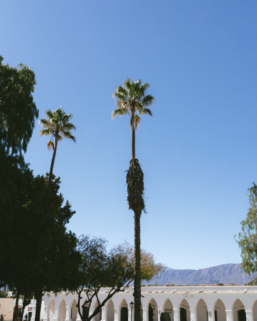 7 - 10 Day Salta Road Trip: The Best of Northwest Argentina 49 Tall palm trees rise above the white arches of a colonial building in Cachi's main plaza, set against a bright blue sky and distant Andean mountains.