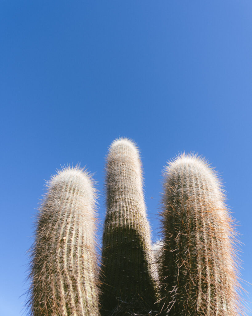 7 - 10 Day Salta Road Trip: The Best of Northwest Argentina 62 Cluster of four tall cacti viewed from below against a cloudless blue sky, their spines glowing in the sunlight.