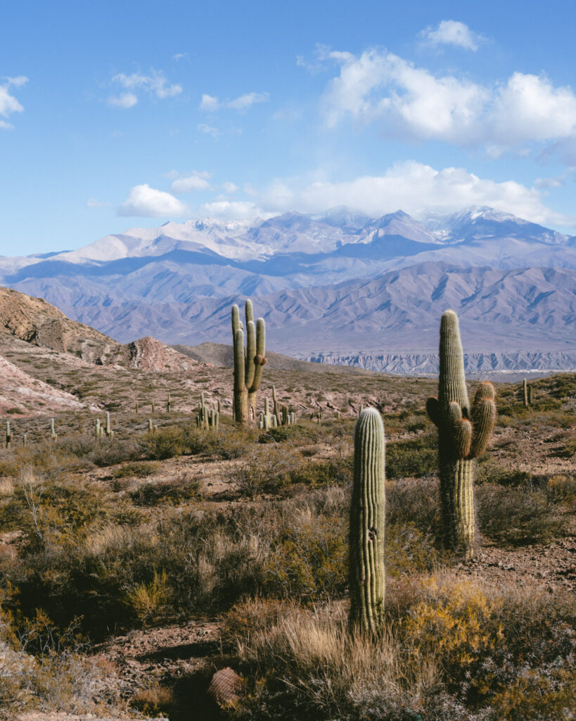7 - 10 Day Salta Road Trip: The Best of Northwest Argentina 1 Tall cacti dot a rocky foreground as the Andes mountains rise dramatically in the background under a sky filled with soft clouds.