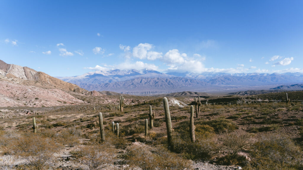 7 - 10 Day Salta Road Trip: The Best of Northwest Argentina 64 Expansive view of a desert landscape scattered with cacti under a bright sky, with the Andes mountain range rising in the background.