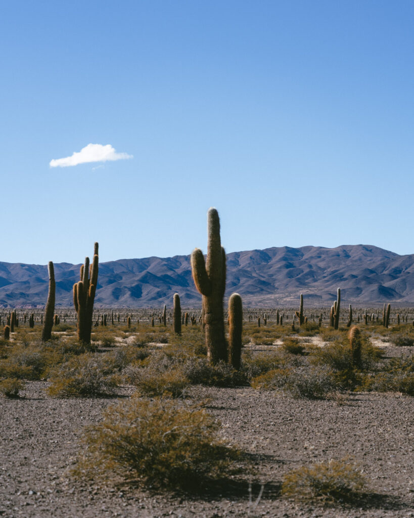 7 - 10 Day Salta Road Trip: The Best of Northwest Argentina 61 Dense forest of tall cacti spreads across a dry plain, framed by distant blue mountains and a sky filled with puffy white clouds.