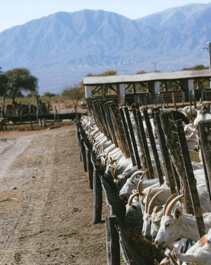 7 - 10 Day Salta Road Trip: The Best of Northwest Argentina 29 Rows of goats feed at a trough in a farm near Cafayate, with the dramatic Andes mountain range rising in the background.
