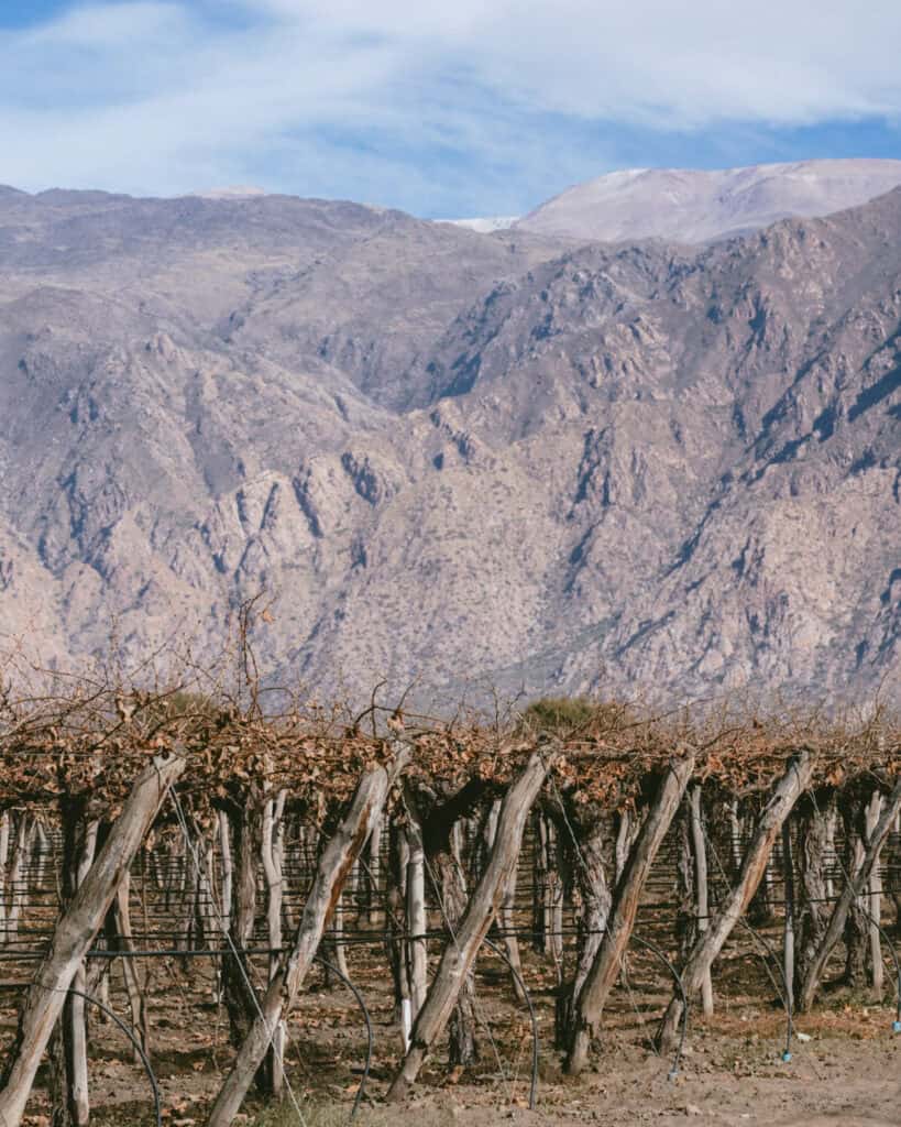 7 - 10 Day Salta Road Trip: The Best of Northwest Argentina 28 Close-up of grapevines supported by wooden posts in a Cafayate vineyard during the dormant season, with steep rocky mountains behind.