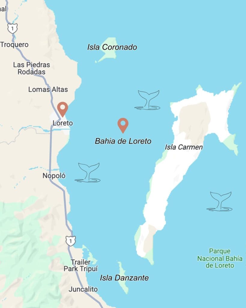 Complete Guide to Blue Whale Watching in Loreto, Mexico 2 Illustrated map of Bahía de Loreto in Baja California Sur, Mexico, showing the coastal town of Loreto and surrounding areas including Isla Coronado, Isla Carmen, Isla Danzante, and the Parque Nacional Bahía de Loreto, with whale tail icons indicating popular whale watching locations in the Sea of Cortez.