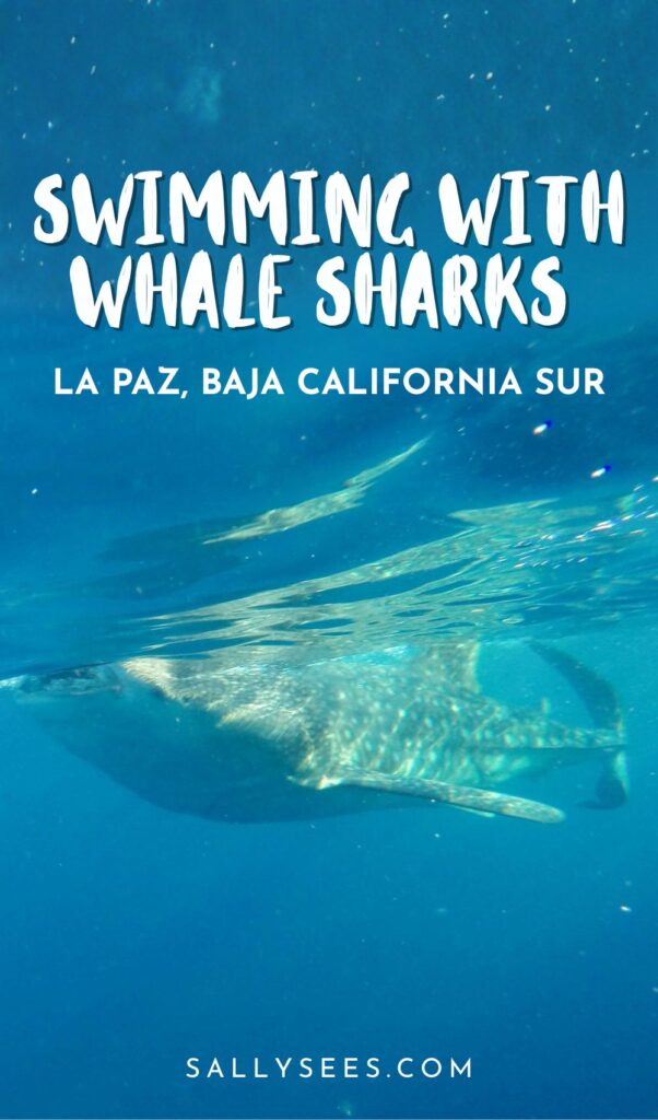 How to Ethically Swim with Whale Sharks in La Paz, Mexico 26 Swimming with Whale Sharks in La Paz Baja California Sur Pinterest Pin
