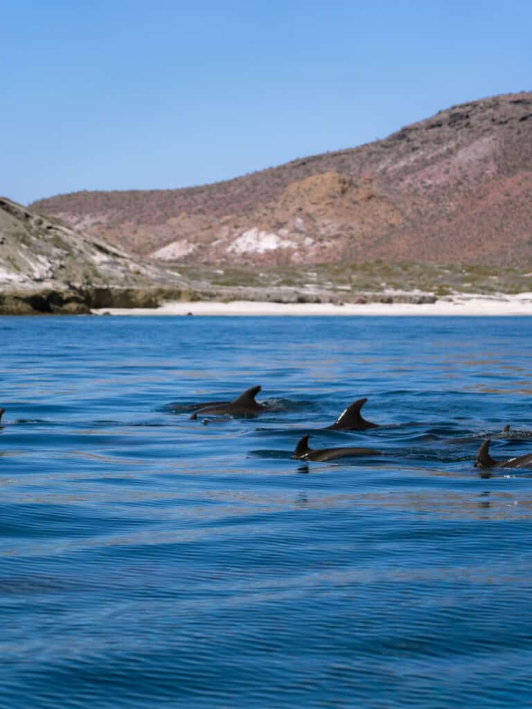 Our Day at Isla Espiritu Santo, La Paz: Sea Lions & Beaches 15 Several dolphins glide just beneath the surface of the ocean with dorsal fins visible as they move along the rugged coastline of Isla Espiritu Santo in La Paz Baja California Sur.