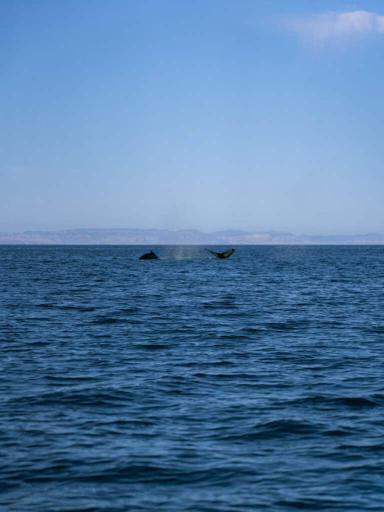 Our Day at Isla Espiritu Santo, La Paz: Sea Lions & Beaches 13 Two whales surface in the distance with one tail rising above the waterline against a hazy mountainous horizon near Isla Espiritu Santo in La Paz Baja California Sur.
