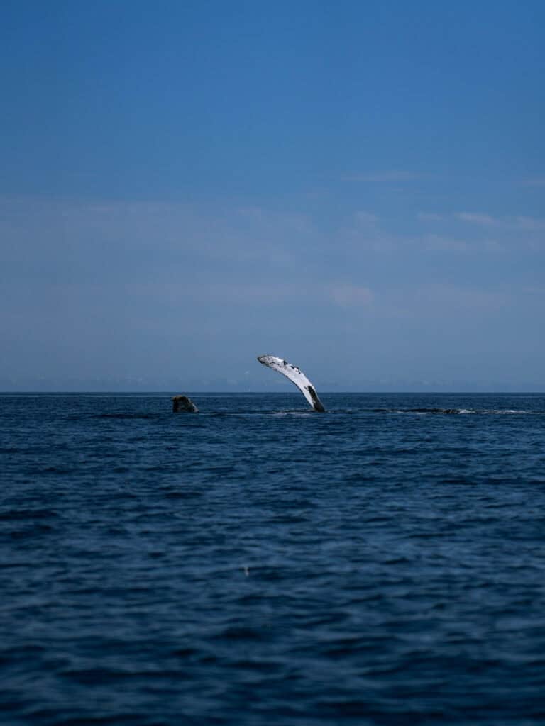 23 Best Things to Do in La Paz, Baja California Sur, Mexico 14 A whale breaches partially out of the ocean with its white underside visible against the blue water near Isla Espiritu Santo in La Paz Baja California Sur.