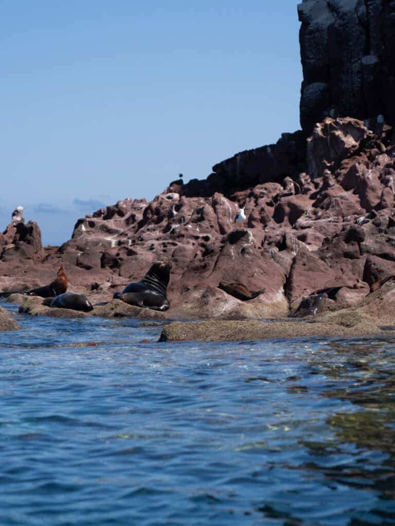 Our Day at Isla Espiritu Santo, La Paz: Sea Lions & Beaches 25 Sea lions rest on reddish rocky shoreline with white mineral streaks along the cliffs at Isla Espiritu Santo in La Paz Baja California Sur.