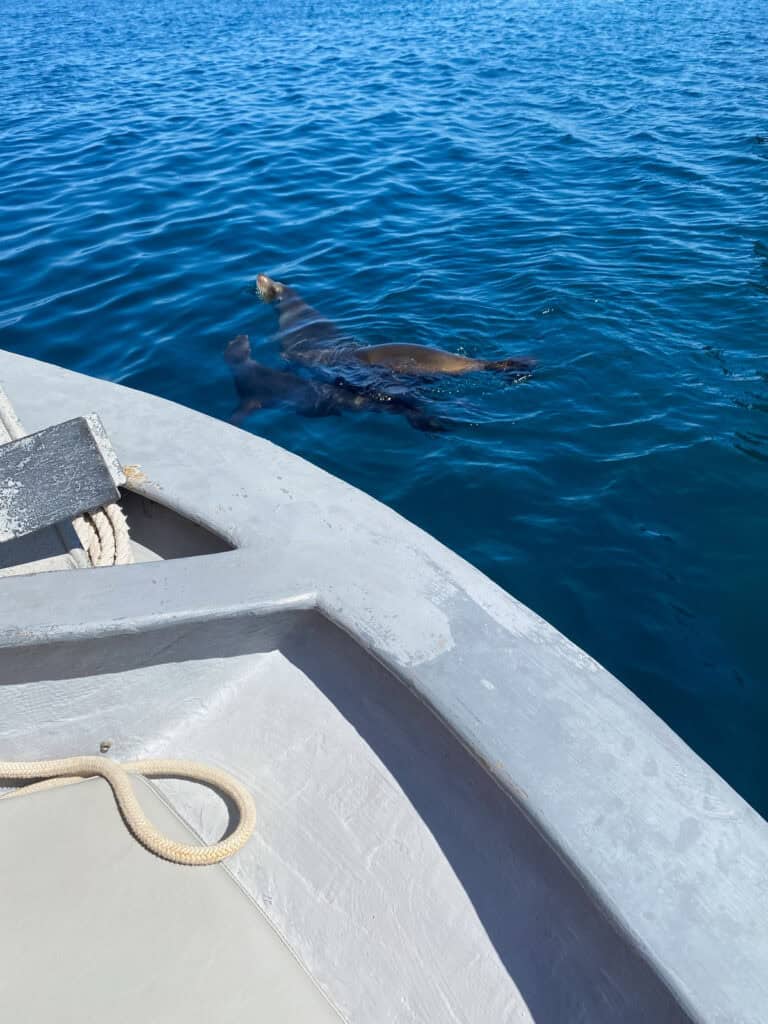 Our Day at Isla Espiritu Santo, La Paz: Sea Lions & Beaches 27 Two sea lions swim beside a small boat in clear blue water near Isla Espiritu Santo in La Paz Baja California Sur.