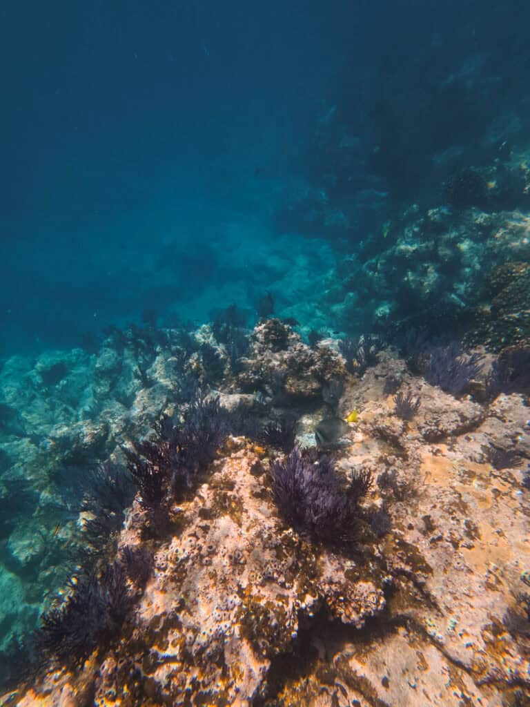 Our Day at Isla Espiritu Santo, La Paz: Sea Lions & Beaches 26 An underwater shot at Los Islotes on Isla Espiritu Santo La Paz, with a vibrant reef and corals with fish swimming by.