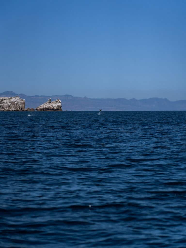 Our Day at Isla Espiritu Santo, La Paz: Sea Lions & Beaches 21 A whale tail lifts above the ocean surface in the distance with rocky islands and mountains along the horizon at Isla Espiritu Santo in La Paz Baja California Sur.
