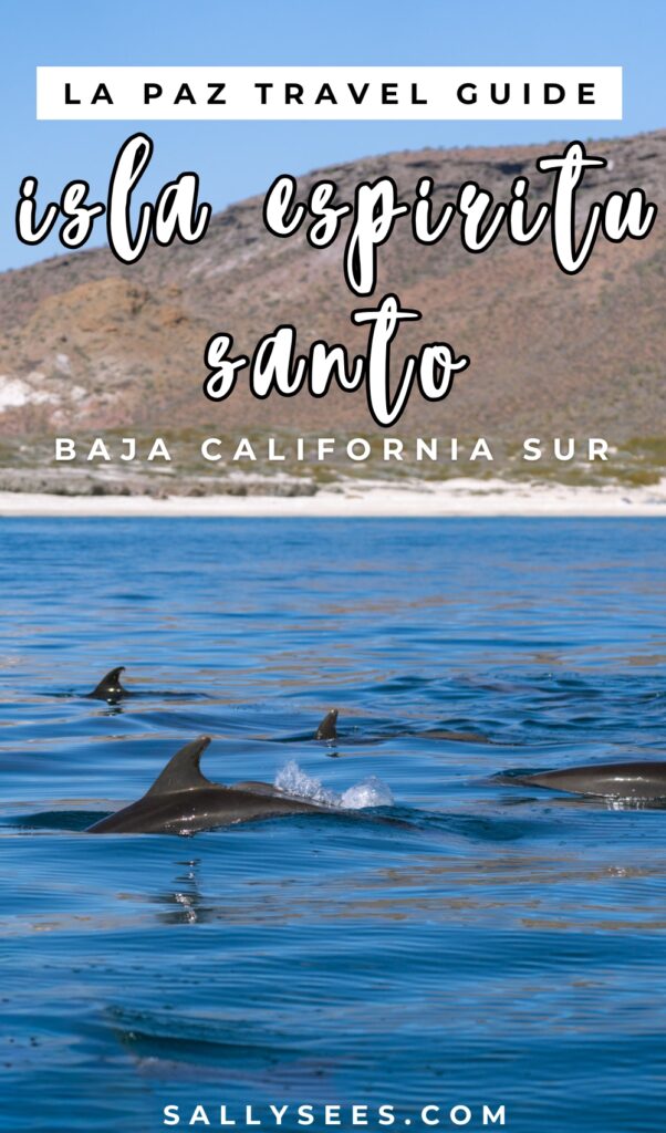 Our Day at Isla Espiritu Santo, La Paz: Sea Lions & Beaches 46 Isla Espiritu Santo La Paz Travel Guide Pinterest Pin