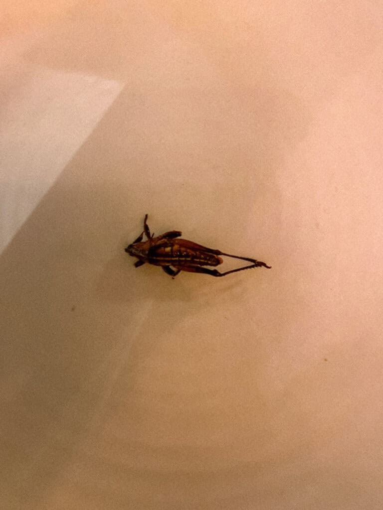 Mexico City Food Tour: Our Experience with Sherpa Food Tours 21 A close up of a browned cooked grasshopper sits centered on a white plate during a Mexico City food tour highlighting a traditional edible insect dish.
